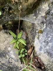 Pinguicula alpina