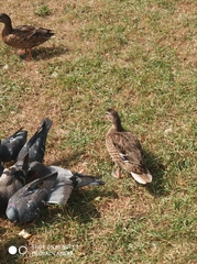 Anas platyrhynchos