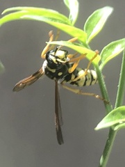Polistes dominula