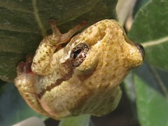 Hyperolius marmoratus taeniatus