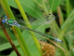 Lestes sponsa