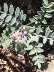 Astragalus prorifer