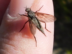 Rhamphomyia