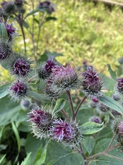 Arctium tomentosum