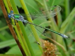 Lestes sponsa