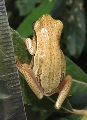 Hyperolius marmoratus taeniatus