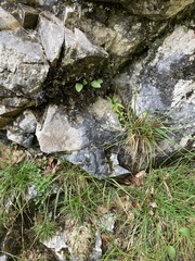 Pinguicula alpina