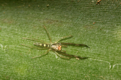 Itata