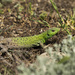 Caspian Green Lizard - Photo (c) Leonid A. Neymark, some rights reserved (CC BY-NC), uploaded by Leonid A. Neymark