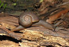 Capitina schaerfiae