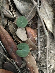 Corybas aconitiflorus