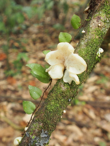 Microgramma tecta, photograph 5