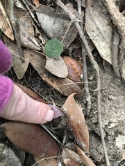 Corybas aconitiflorus