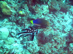 Macolor macularis