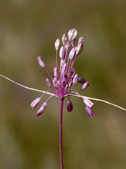 Allium praescissum