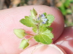 Field Speedwell (Veronica agrestis)