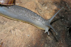 Capitina schaerfiae