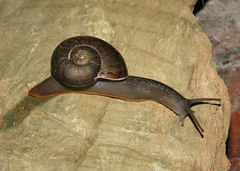 Capitina schaerfiae