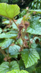 Rubus phoenicolasius