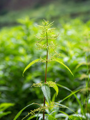 Urtica sondenii