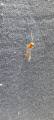 Ephemerella