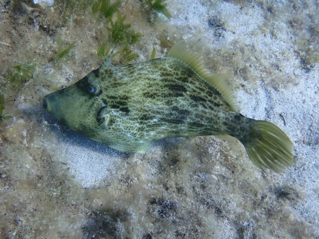 Reticulated Leatherjacket