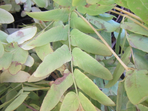 Image of Osmunda acuta by (c) douglaseustonbrown, some rights reserved (CC BY-SA)