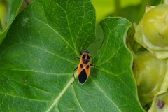 Tropidothorax cruciger