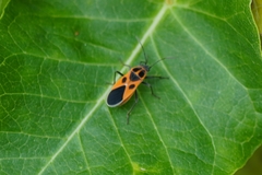 Tropidothorax cruciger