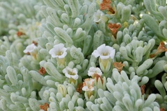 Nolana crassulifolia