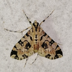 Conchylodes salamisalis