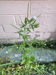 Epilobium pseudorubescens