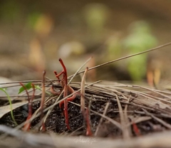 Clavulinopsis sulcata