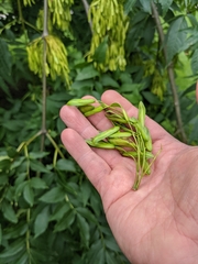 Fraxinus excelsior