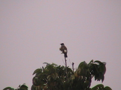 Pycnonotus aurigaster