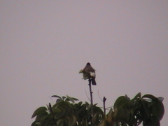 Pycnonotus aurigaster