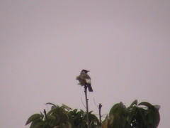 Pycnonotus aurigaster