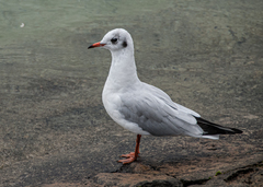 Chroicocephalus ridibundus