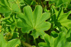 Alchemilla hebescens