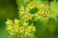 Alchemilla hebescens