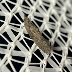 Cryptaspasma sordida