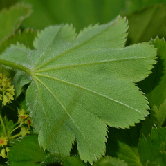 Alchemilla hebescens