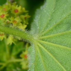 Alchemilla hebescens