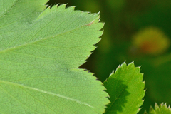 Alchemilla hebescens