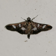 Desmia ploralis