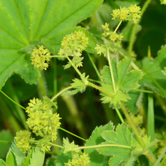 Alchemilla hebescens