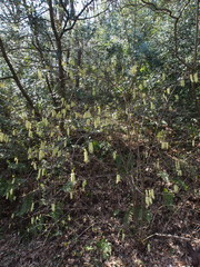 Stachyurus praecox
