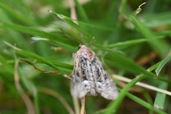 Oligia strigilis