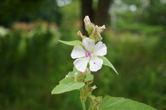 Althaea officinalis