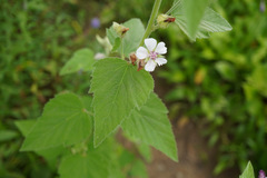 Althaea officinalis